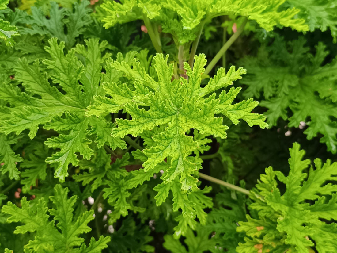 Using Fresh Citronella Leaves As Insect Repellant